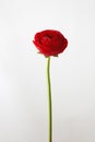 Red ranunculus flower on a gray background Royalty Free Stock Photo