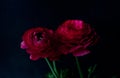Beautiful red ranunculuses flowers close up on dark background. Ranunculus cultivation