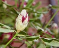 Beautiful red rhododendron flower bud with green leaves Royalty Free Stock Photo