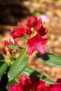 Beautiful red rhododendron flower in the garden