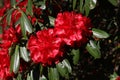 Beautiful red rhododendron flowers and waxy green foliage in springtime