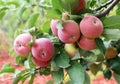 Beautiful red-ripe apples. Royalty Free Stock Photo
