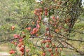 Beautiful red and ripe applies growing from a tree