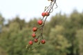 Beautiful red and ripe applies growing from a tree