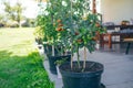 Beautiful red ripe cherry tomatoes grown in a greenhouse. Fresh bunch of red natural tomatoes on a branch in organic Royalty Free Stock Photo