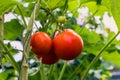 Beautiful red ripe heirloom tomatoes grown in a greenhouse