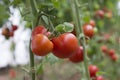 Beautiful red ripe heirloom tomatoes grown in a greenhouse. Gardening tomato photograph with copy space Royalty Free Stock Photo