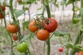 Beautiful red ripe heirloom tomatoes grown in a greenhouse. Gardening tomato photograph with copy space. Shallow depth of field Royalty Free Stock Photo