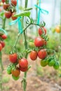 Beautiful red ripe heirloom tomatoes grown in a greenhouse. Gardening tomato photograph with copy space. Shallow depth of field Royalty Free Stock Photo