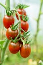 Beautiful red ripe heirloom tomatoes grown in a greenhouse. Gardening tomato photograph with copy space. Shallow depth of field Royalty Free Stock Photo