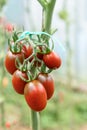 Beautiful red ripe heirloom tomatoes grown in a greenhouse. Gardening tomato photograph with copy space. Shallow depth of field Royalty Free Stock Photo