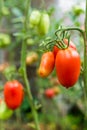 Beautiful red ripe tomatoes and green tomatoes grown in a greenhouse Royalty Free Stock Photo