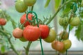 Beautiful red ripe tomatoes and green tomatoes grown in a greenhouse Royalty Free Stock Photo