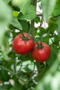 Beautiful red ripe tomatoes grown in a greenhouse