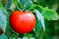 Beautiful red ripe tomatoes grown in a greenhouse