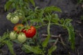 Beautiful red ripe unripe cluster heirloom tomatoes grown in a greenhouse. Gardening tomato copy space. Shallow depth of field