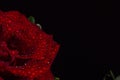 Beautiful red romantic rose with dew drops on black background Royalty Free Stock Photo