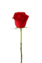 Beautiful red rose Royalty Free Stock Photo