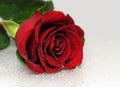 Beautiful red rose Royalty Free Stock Photo