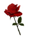 Beautiful red rose. Royalty Free Stock Photo