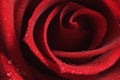 Beautiful red rose Royalty Free Stock Photo