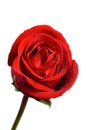 Beautiful red rose