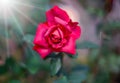 A beautiful red rose against a blurred green background. Rose flower large shot in the rose garden Royalty Free Stock Photo