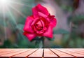 A beautiful red rose against a blurred green background. Rose flower large shot in the rose garden Royalty Free Stock Photo