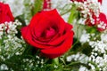 Beautiful Red Rose Rosaceae Rosoideae Rosa Arranged with White Baby`s Breath