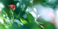 Beautiful red rose on a background of fabulous bokeh in a summer garden. Royalty Free Stock Photo