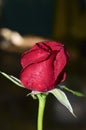 A beautiful Red rose Royalty Free Stock Photo