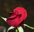 A beautiful Red rose Royalty Free Stock Photo