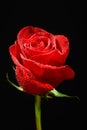 Beautiful red rose on black background Royalty Free Stock Photo