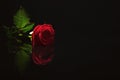 Beautiful red rose on black background. Royalty Free Stock Photo