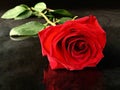 Beautiful red rose on a black background. One lying rose with a bright bud. Concept: love, loneliness Royalty Free Stock Photo