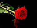 Beautiful red rose on a black background. One lying rose with a bright bud. Concept: love, loneliness Royalty Free Stock Photo