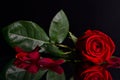 Beautiful red rose on black background Royalty Free Stock Photo