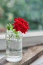 Beautiful red rose bloom in the glass jar on blurred nature background close up with copy space Royalty Free Stock Photo