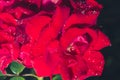 Beautiful red Rose blooming. Rose flower with raindrops on background roses flowers./Beautiful nature scene with blooming red