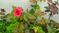 A beautiful red rose blooming in the home garden