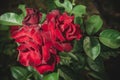 Beautiful red Rose blooming in summer garden/Roses flowers growing outdoors, nature, blossoming flower Royalty Free Stock Photo