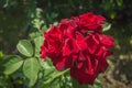 Beautiful red Rose blooming in summer garden/Roses flowers growing outdoors, nature, blossoming flower Royalty Free Stock Photo