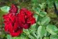 Beautiful red Rose blooming in summer garden/Roses flowers growing outdoors, nature, blossoming flower Royalty Free Stock Photo