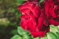 Beautiful red Rose blooming in summer garden/Roses flowers growing outdoors, nature, blossoming flower Royalty Free Stock Photo