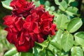 Beautiful red Rose blooming in summer garden/Roses flowers growing outdoors, nature, blossoming flower Royalty Free Stock Photo