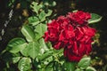 Beautiful red Rose blooming in summer garden/Roses flowers growing outdoors, nature, blossoming flower Royalty Free Stock Photo