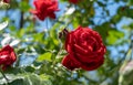 Beautiful red Rose blooming in summer garden. Roses flowers growing outdoors, nature, blossoming flower background. Royalty Free Stock Photo