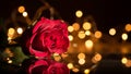 Beautiful Red Rose Blooming Under Warm String Lights Background Royalty Free Stock Photo