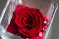 Big, red rose blossom, love gift picture.