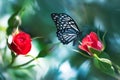 Beautiful red rose and blue butterfly on a background of fabulous bokeh in a summer garden. Royalty Free Stock Photo